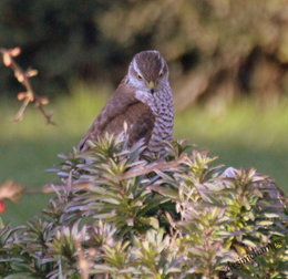 Mes oiseaux