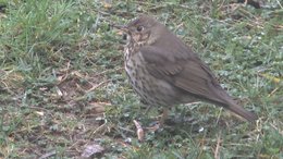 oiseaux du jardin