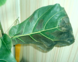 ficus lyrata