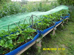 Quel taille fait votre potager ?