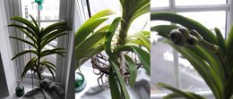 orchidée Vanda: besoin d'avis et de conseils