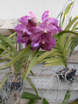 orchidée Vanda: besoin d'avis et de conseils