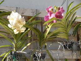orchidée Vanda: besoin d'avis et de conseils