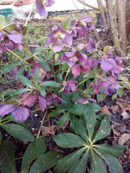 Hellebores