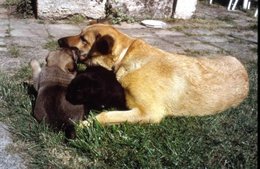 Ma vie autour de mes animaux.