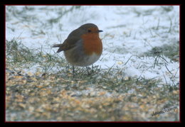 Visite des oiseaux du ciel..