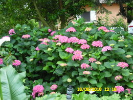 ou mettre un hortensia