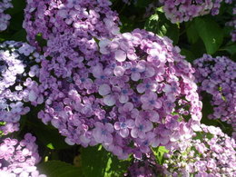 ou mettre un hortensia