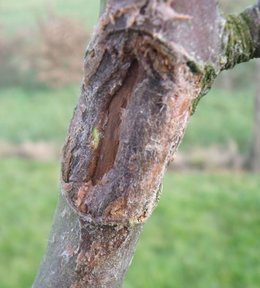 Grosse bêtise et chancre arbres fruitiers