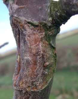 Grosse bêtise et chancre arbres fruitiers