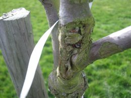 Grosse bêtise et chancre arbres fruitiers