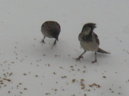 Visite des oiseaux du ciel..