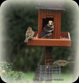 Visite des oiseaux du ciel..