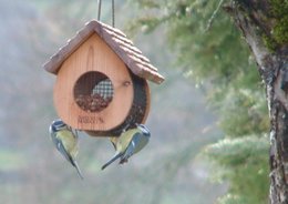 Donnez-vous des graines de tournesols aux oiseaux ?