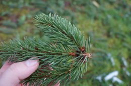 Sapin qui perd des pousses complètes