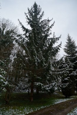 Sapin qui perd des pousses complètes