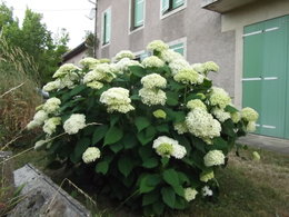 A quel endroit couper les hortensias ?