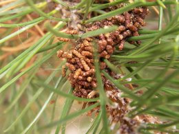Pinus Mugo malade