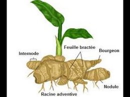 Avez-vous déjà cultivé du gingembre ?