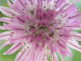 Fleurs de ciboulette