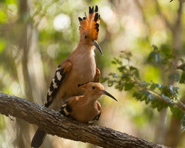 nos oiseaux