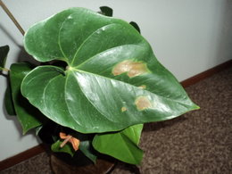Anthurium feuilles marron