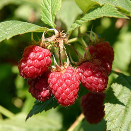 Avez-vous planté un framboisier dans un pot ?