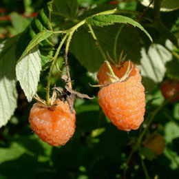 Avez-vous planté un framboisier dans un pot ?