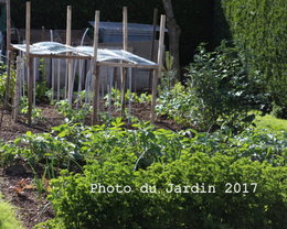 Comment sont cultivées les tomates cerises dans votre potager ?