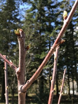 Terre forestière et arbres fruitiers