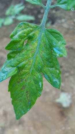 taches sur feuilles de tomate