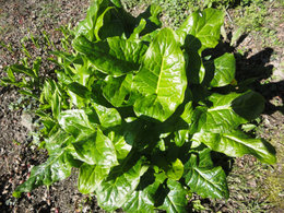 Plante inconnue dans mon jardin