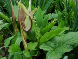 Plante inconnue dans mon jardin