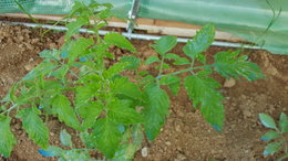 taches sur feuilles de tomate