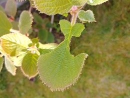 Feuilles de kiwi grignotées