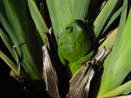 Grenouille ou crapaud