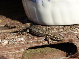 Grenouille ou crapaud