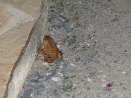 Grenouille ou crapaud