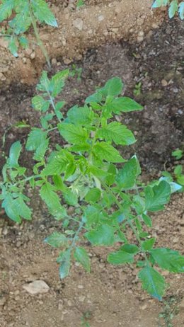 taches sur feuilles de tomate