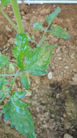 taches sur feuilles de tomate