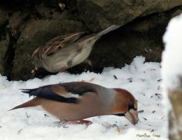 Visite des oiseaux du ciel..