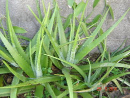 quelle  est la différence  entre l'agave  et l'aloes véra 