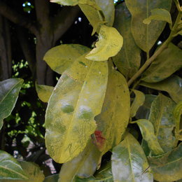 Laurier palme - Prunus laurocerasus 'Caucasica' - Laurier du Caucase