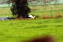 Oiseaux du jardin