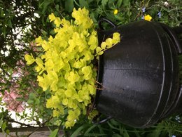 Quelles fleurs dans petite jardiniere en fonte ?