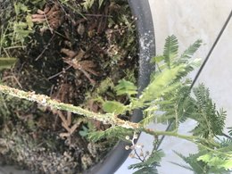 Mimosa acacia dealbata