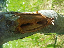 Trous dans le ctronc de mon Prunus cerasifera