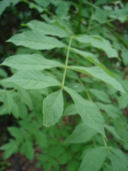 Est ce un vrai buisson ou une mauvaise ?