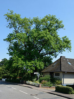 Est ce un vrai buisson ou une mauvaise ?