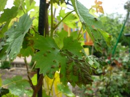 Ma vigne est malade